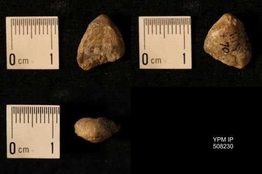 Dielasma aff. prolongatum