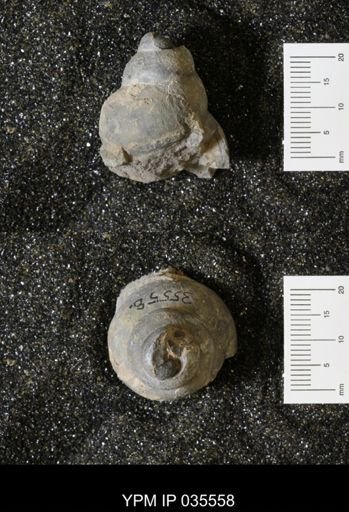 Campeloma harlowtonensis