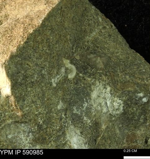 undet. Bivalvia
