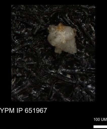 undet. Heterohelicidae