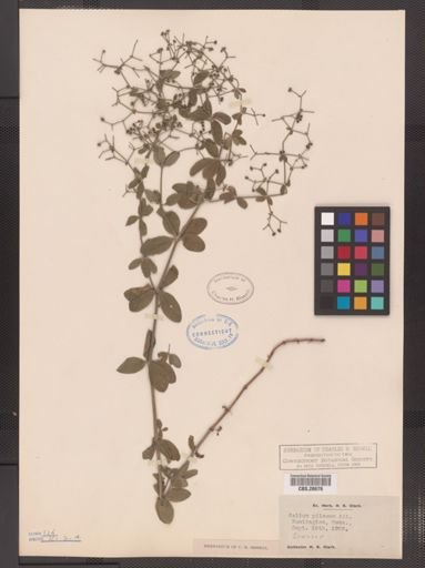 Galium pilosum