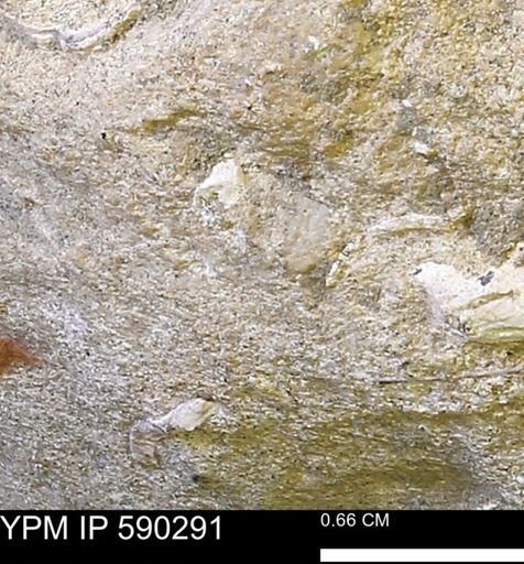 undet. Mollusca