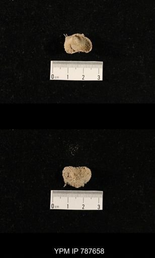 undet. Brachiopoda