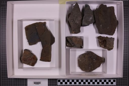 mixed taxa, stratigraphic collection