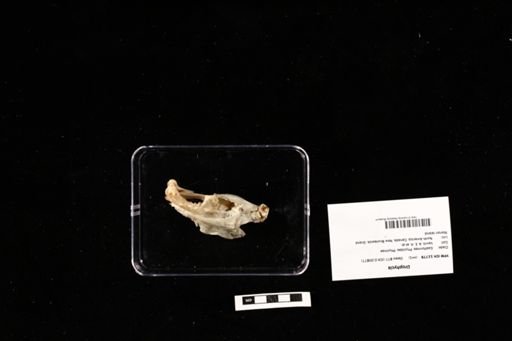 Urophycis