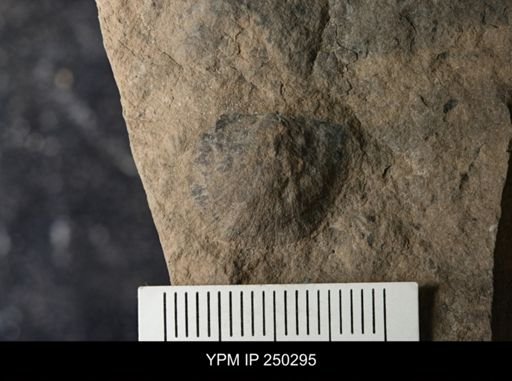 undet. Orthida