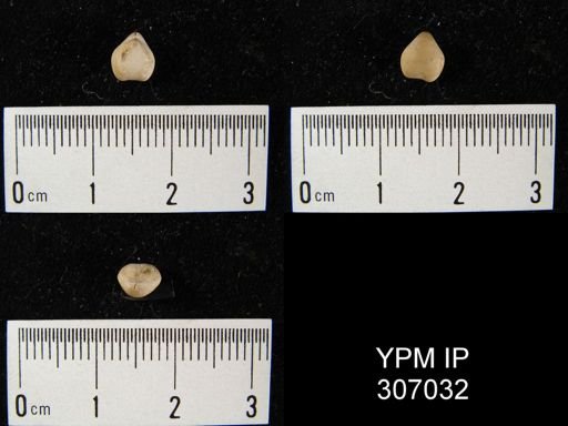 Dielasma turgida