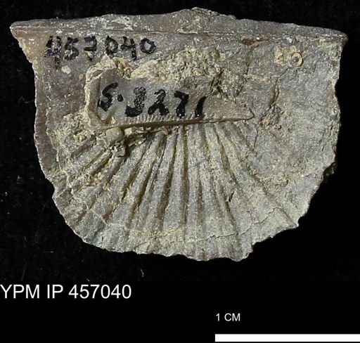 Stropheodonta sp.