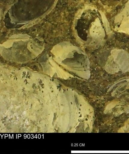 Corbulamella sp.