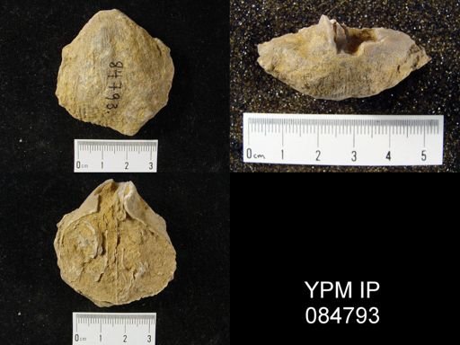 Conchidium knighti