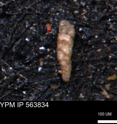 Verneuilinoides kansasensis