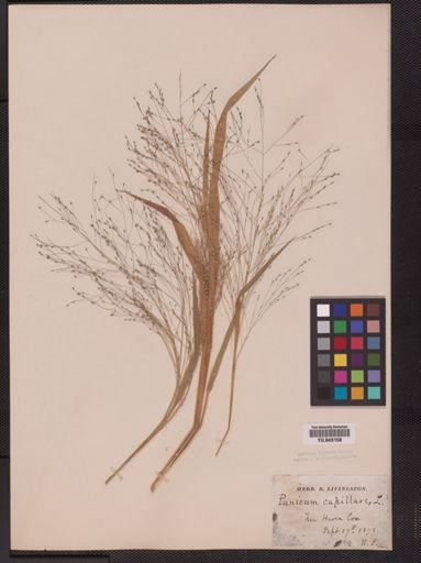 Panicum capillare