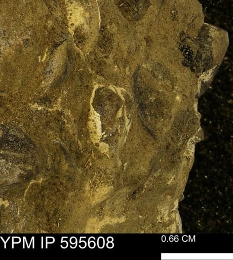 Protocardia sp.