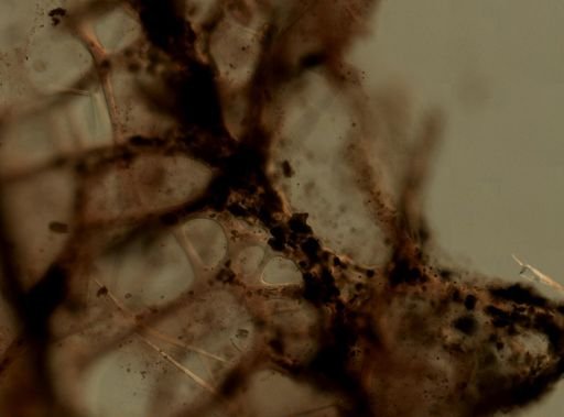 Darwinella cf. rosacea