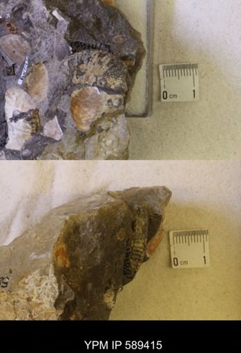undet. Scaphitidae