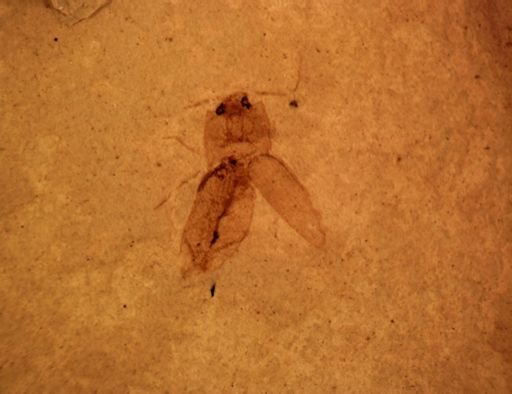 undet. Coleoptera