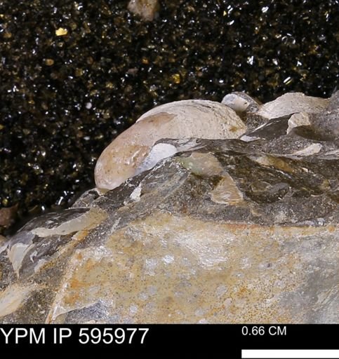 Protocardia sp.