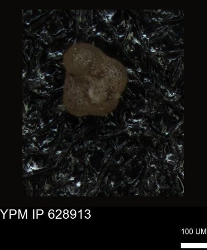 undet. Foraminiferida