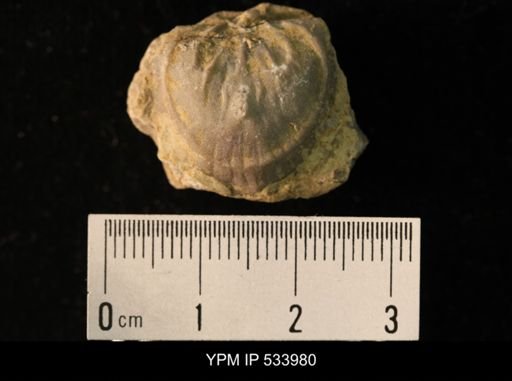 Rafinesquina minnesotensis