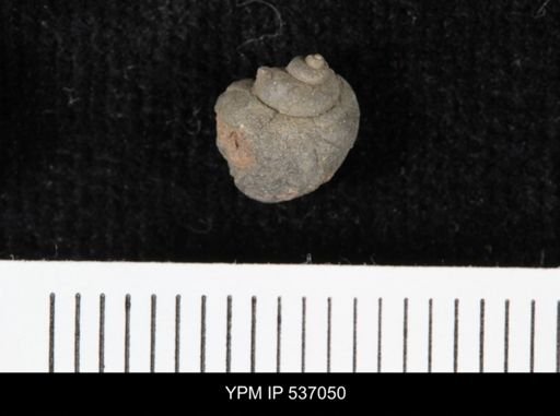 Viviparus montanaensis