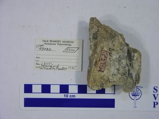 Proboscidea