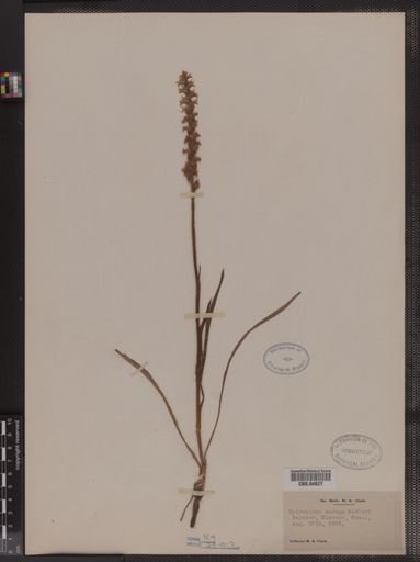 Spiranthes cernua