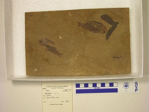 Diplomystus