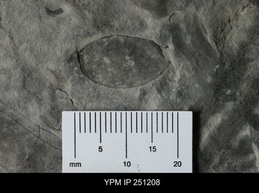 undet. Eurypterida