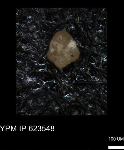undet. Foraminiferida