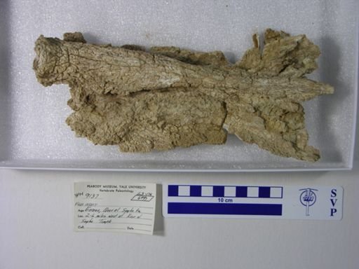 undet. Gnathostomata