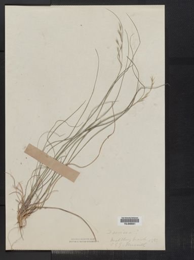 Danthonia spicata