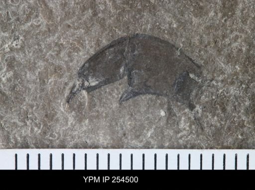 Eurypterida