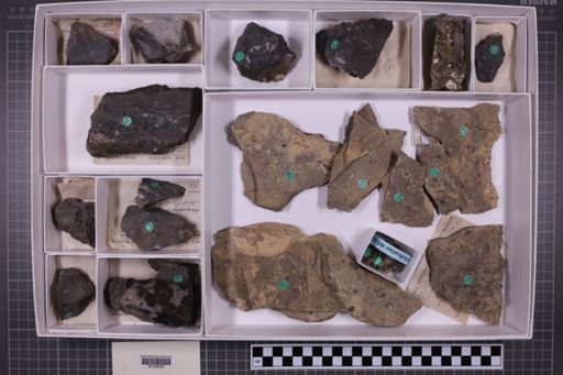mixed taxa, stratigraphic collection