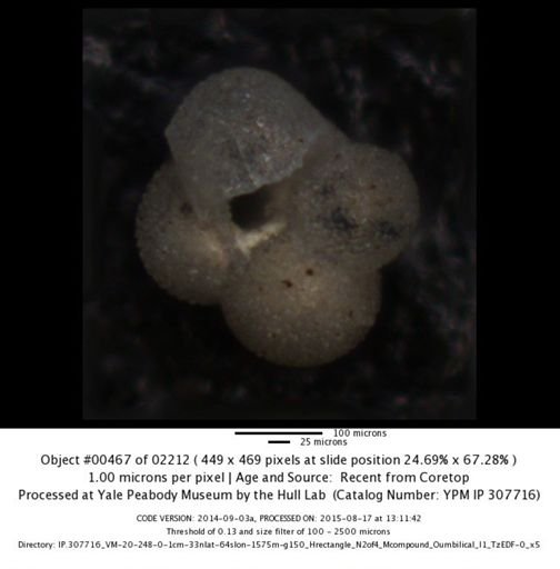 undet. Foraminiferida