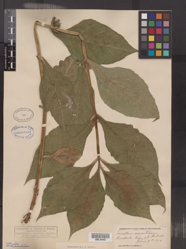 Triosteum aurantiacum