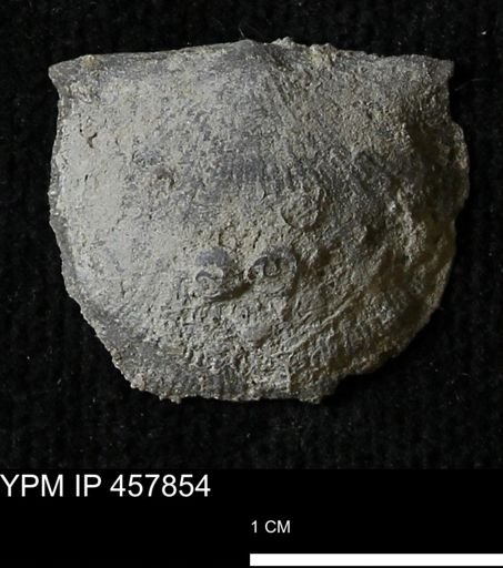 Strophodonta sp.