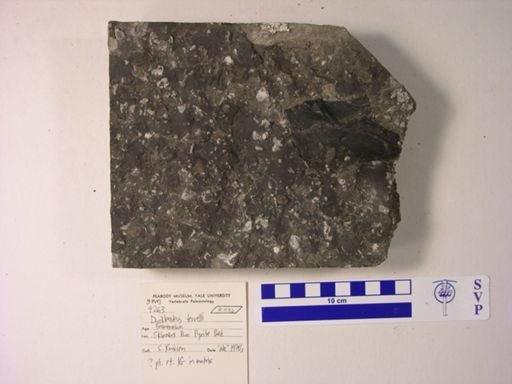 Dunkleosteus terrelli