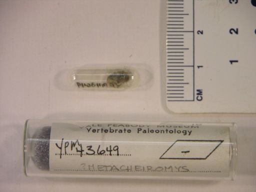 Metacheiromys?