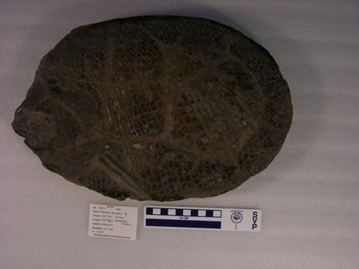 Dapedius orbis
