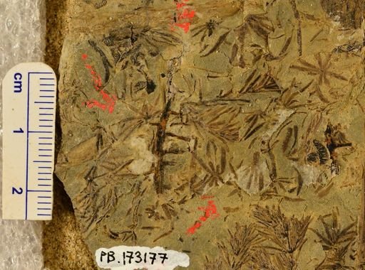 Asterophyllites sp.