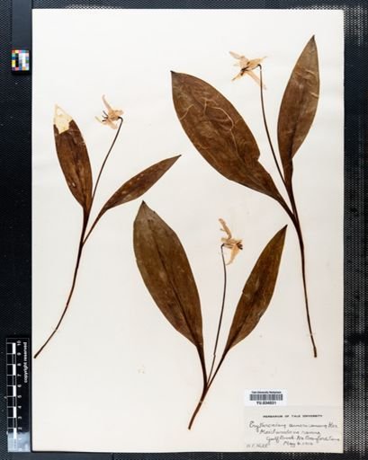Erythronium americanum