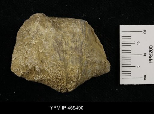 Neospirifer kansasensis