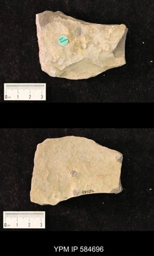 Diplocraterion sp.