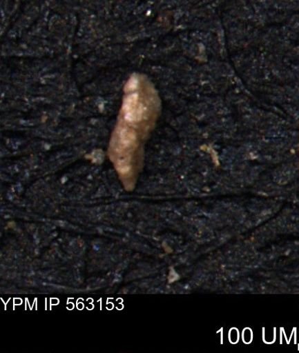 Verneuilina canadensis