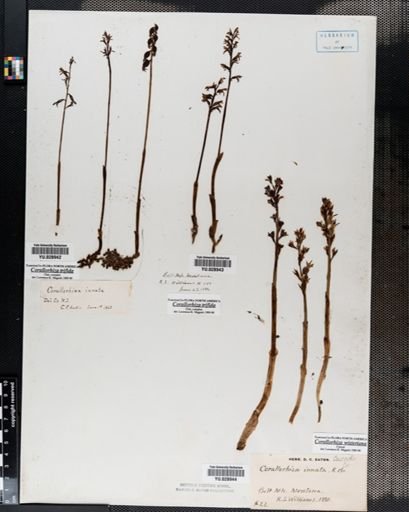 Corallorrhiza