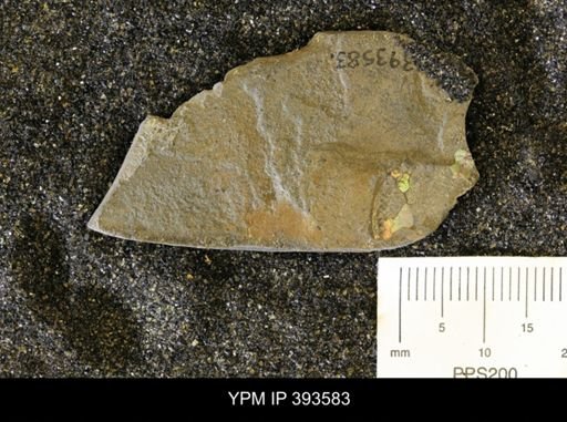undet. Ammonoidea