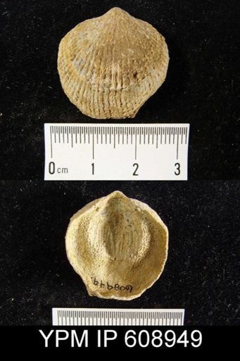 Atrypa reticularis