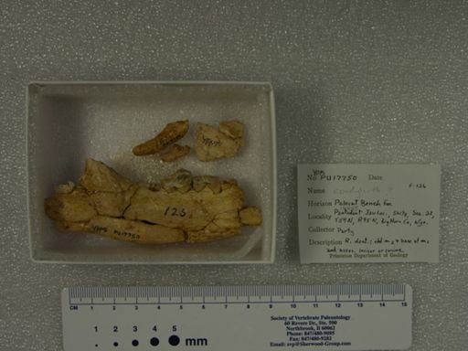 Phenacodus grangeri