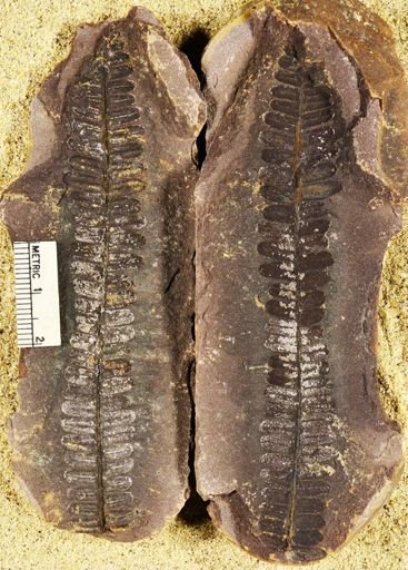 Pecopteris squamosa