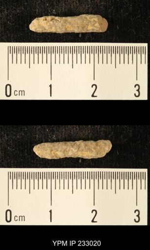 Archaeocidaris sp.